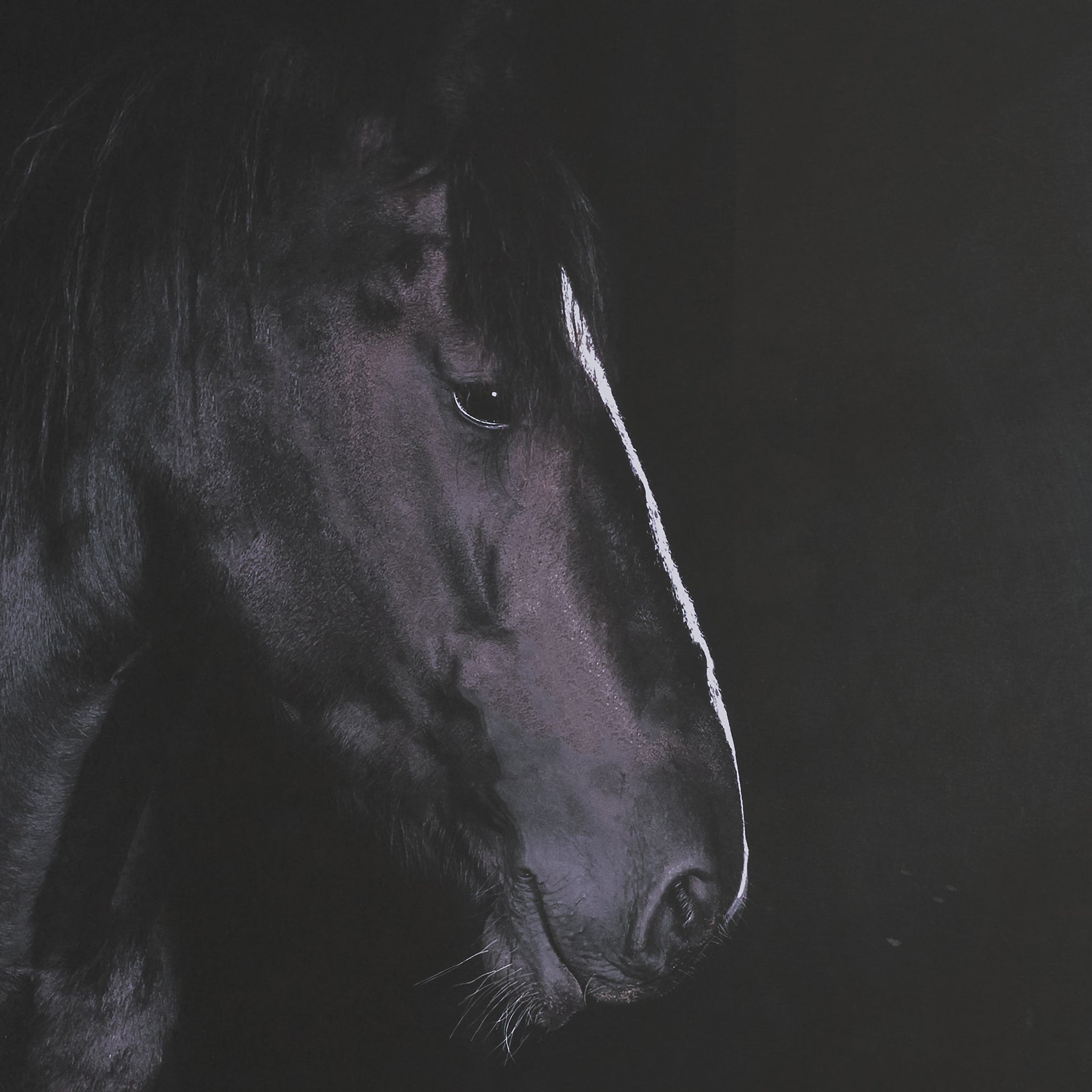 Majestic Midnight Framed Photo-7