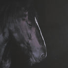 Majestic Midnight Framed Photo-7