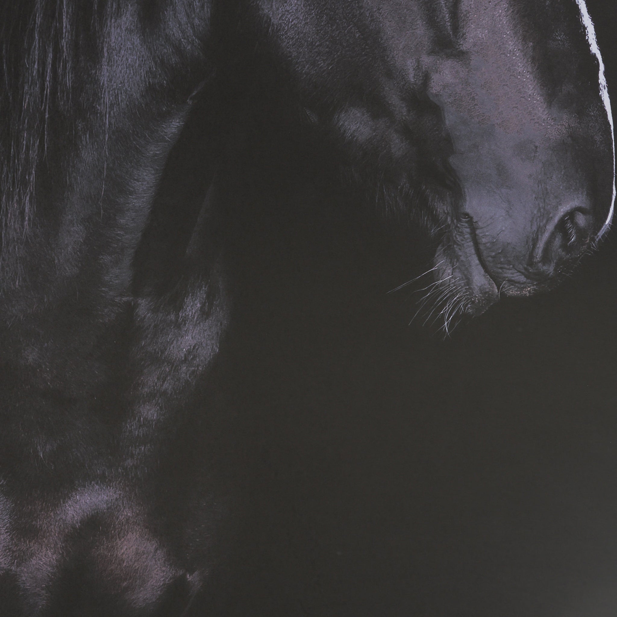 Majestic Midnight Framed Photo-8
